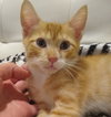 Peanut