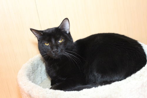 Licorice