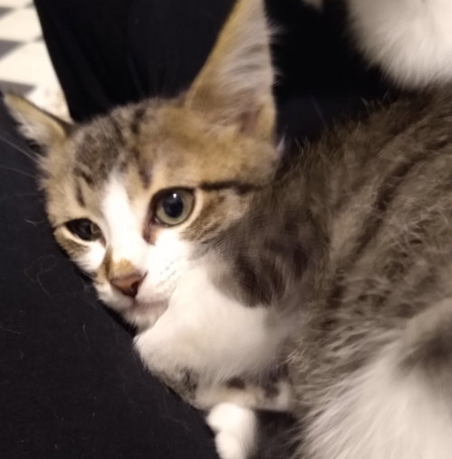 Cocoa