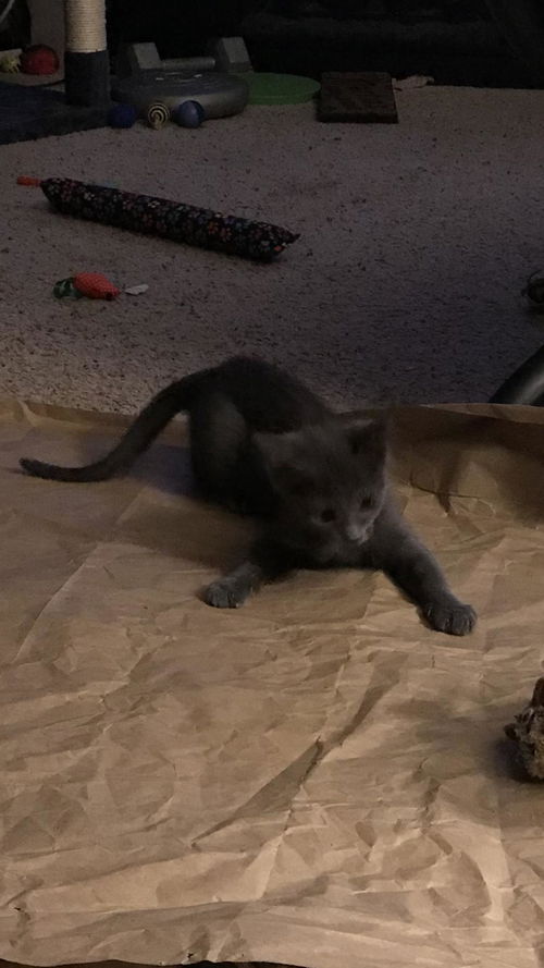 Boris