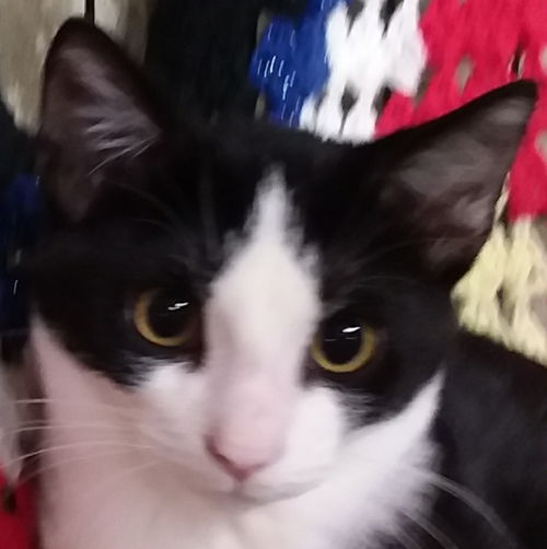 Paxton