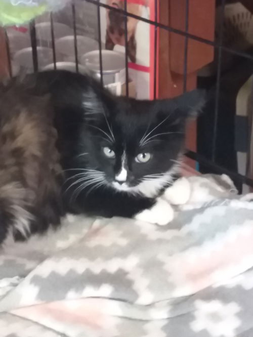 Binx