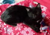 Izzie