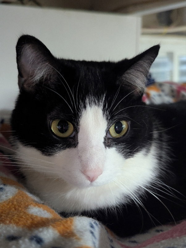 Spokane, Domestic Short Hair