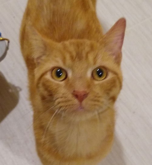 Judah