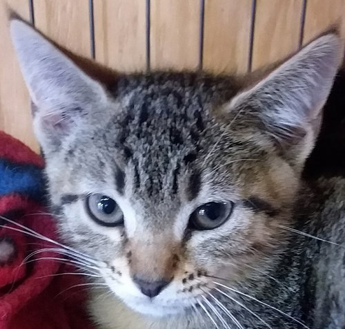 Astor