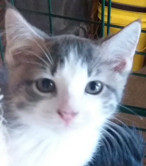 Bogart