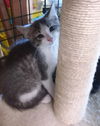 Bogart