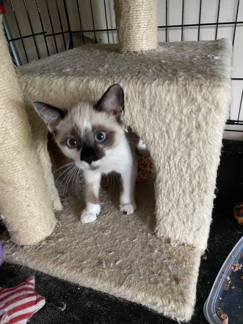 Houdini