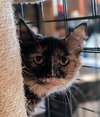 Cleopatra