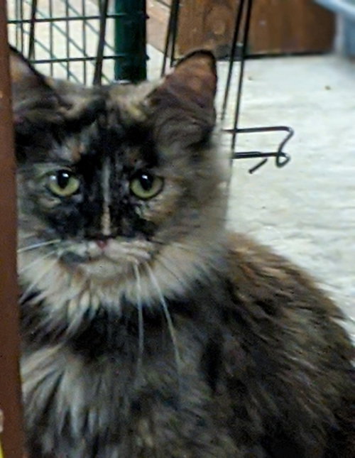 Cleopatra