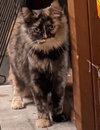 Cleopatra
