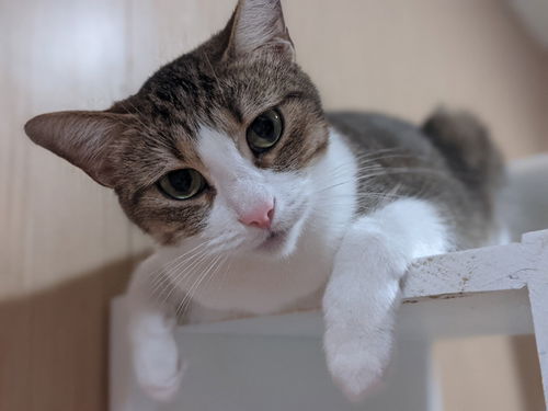 Bonnie