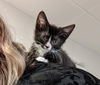 Figaro