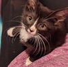 Figaro