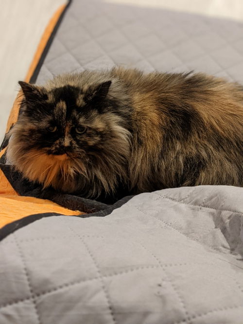 Nutmeg