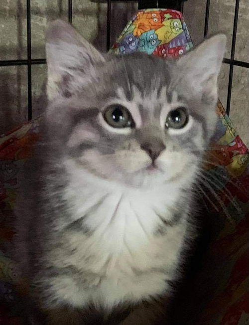 Lupinetti