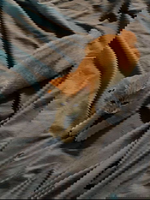 tigger