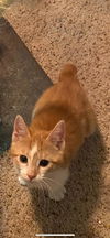 Cheeto