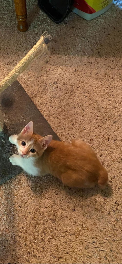 Cheeto