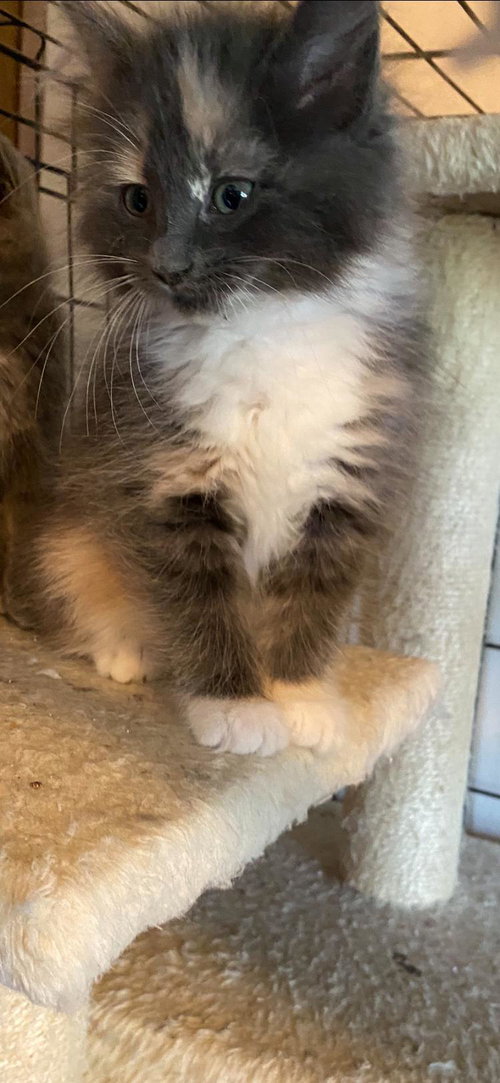 Coco