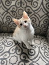 Charlie