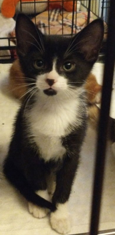 Josie