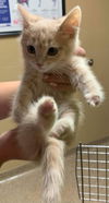 Nugget