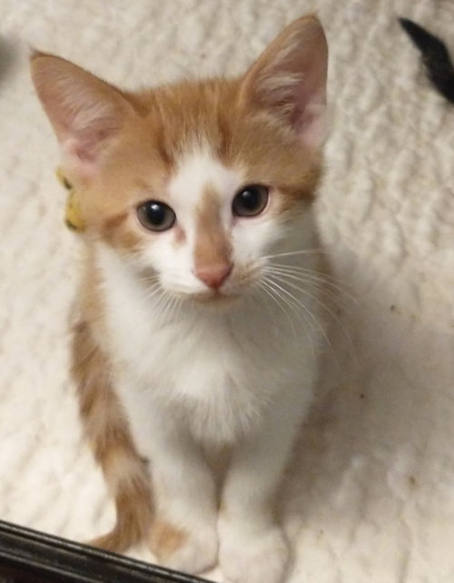 Amos