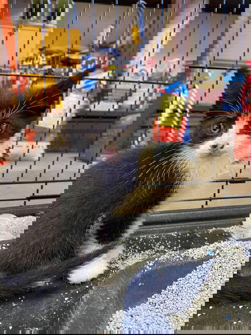 Chiffon