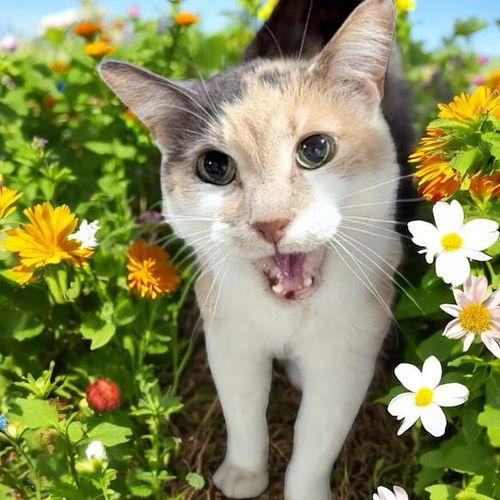 Simba