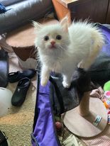 Cotton