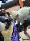 Cotton