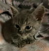 Cherie'