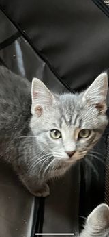 Berlioz