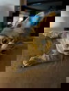 Berlioz