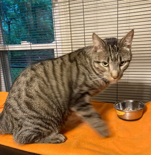 Hemingway, Young Domestic Short Hair, cat for adoption in DeKalb, Illinois