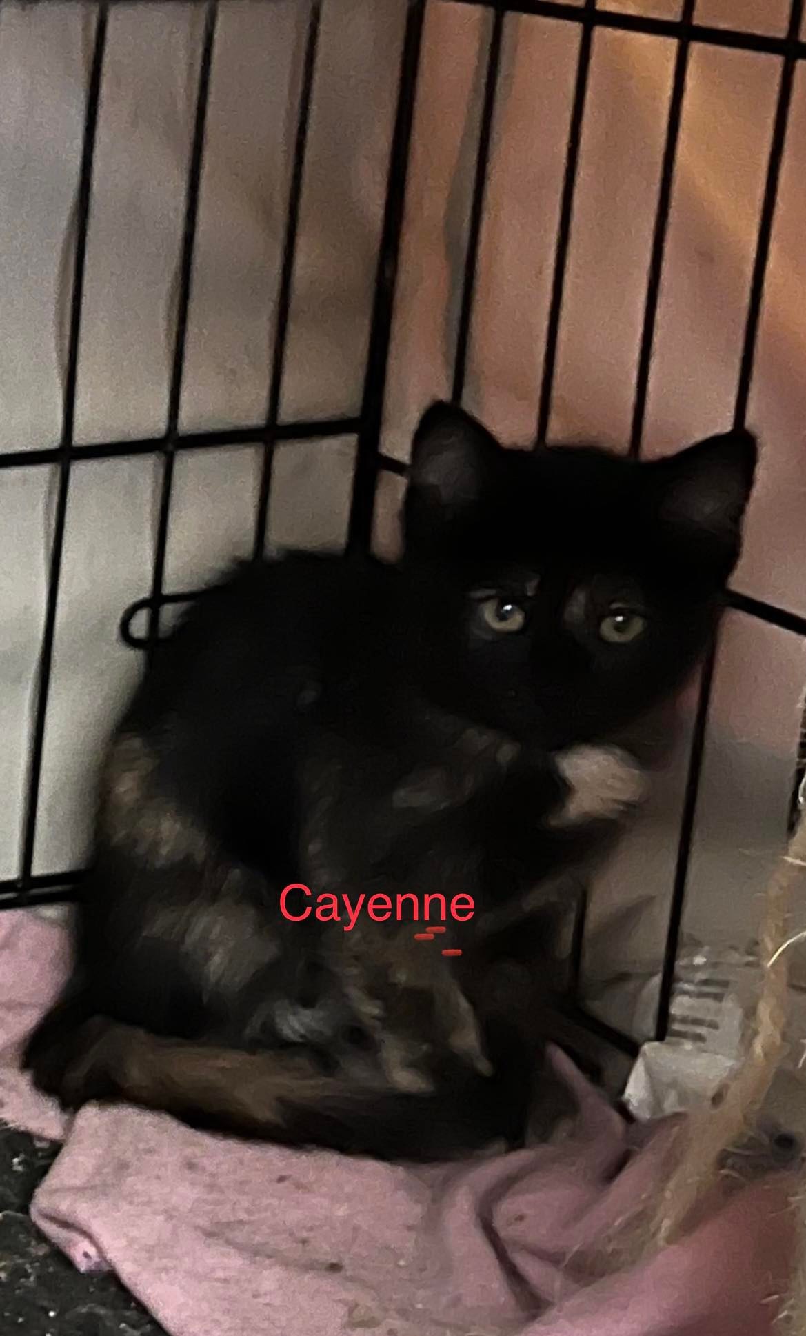 Cayenne's  Page