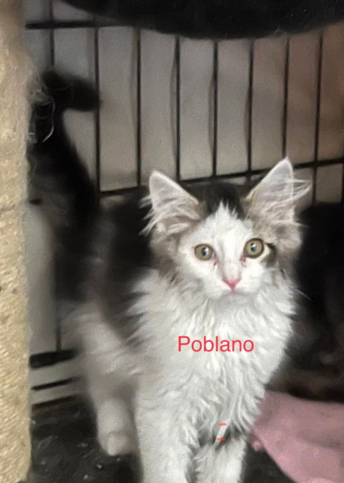 Poblano