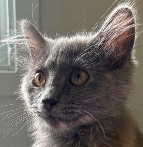 Nova