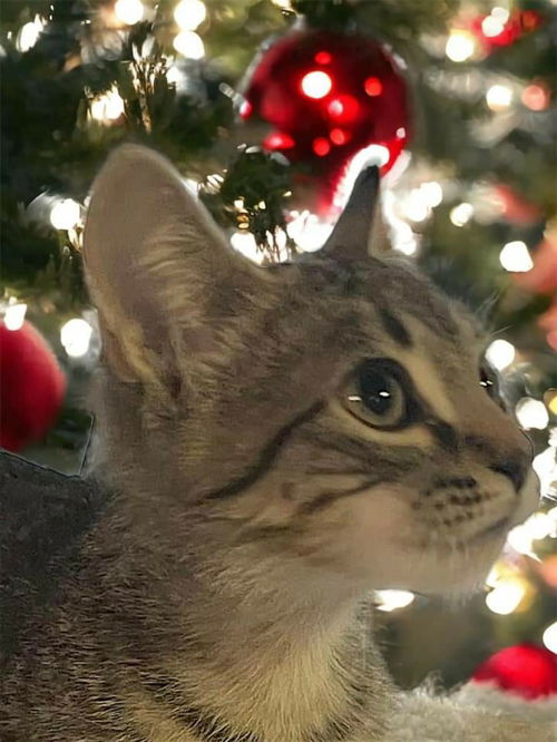 Sidra