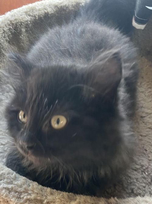 Hi Ya