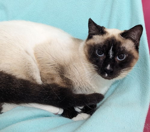 Paloma