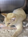 Romeo