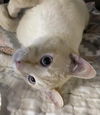 Romeo