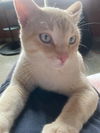 Romeo