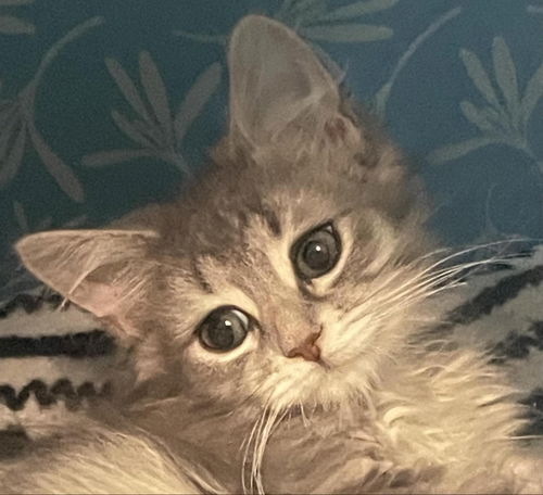 Amelia
