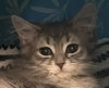 Amelia