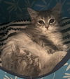 Amelia
