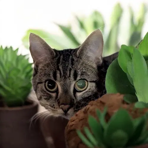Anchovy - Tabby